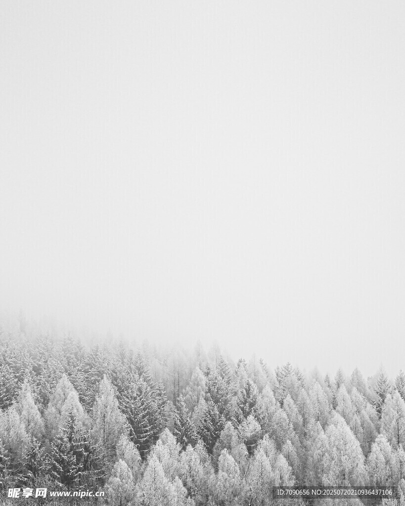 冬日雪覆松林景观