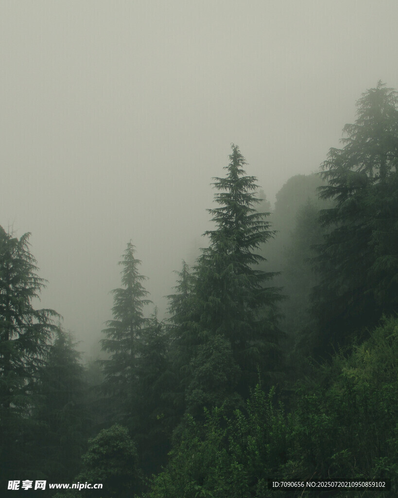 雾中松林美景