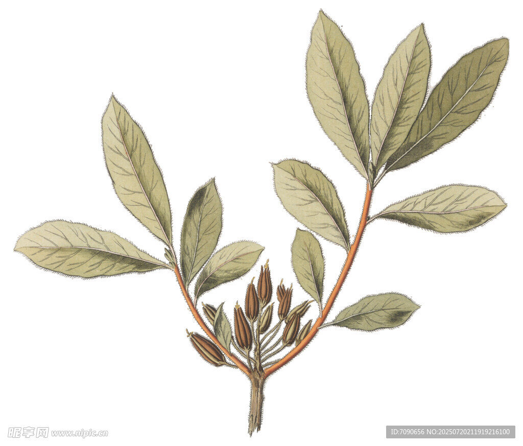 复古风植物枝叶插画