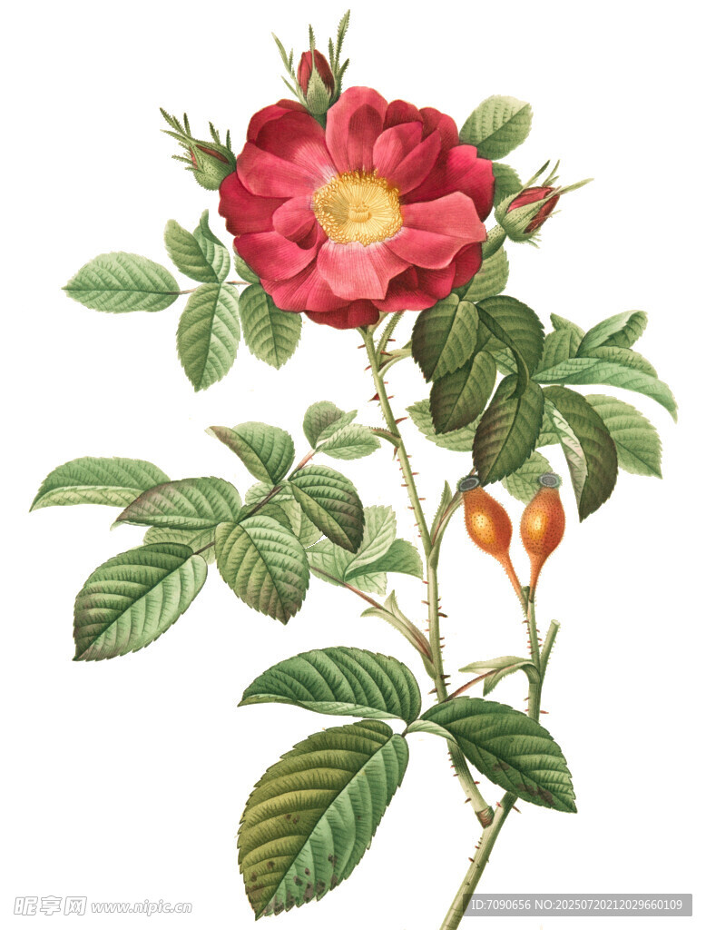 复古风蔷薇花卉插画