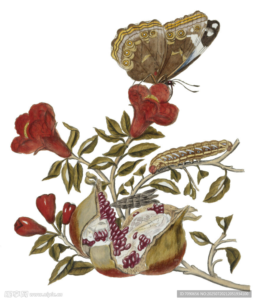 花卉蝴蝶静物插画
