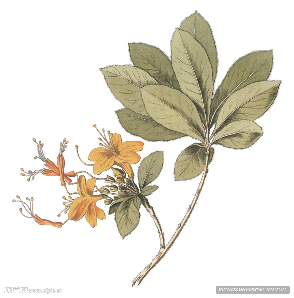 手绘橙花绿叶植物图