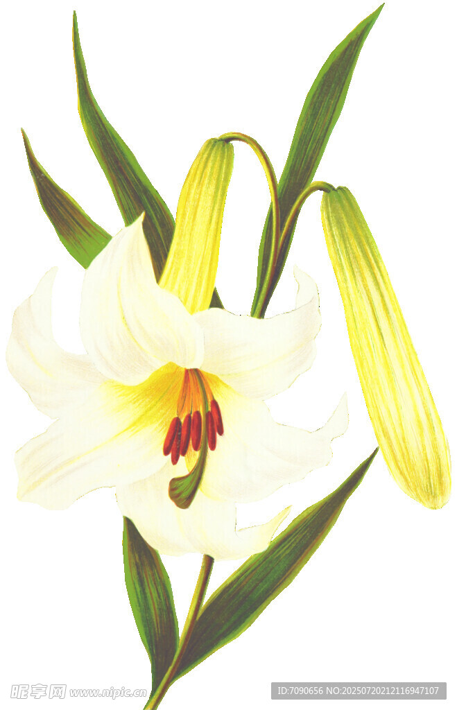 优雅白色百合花