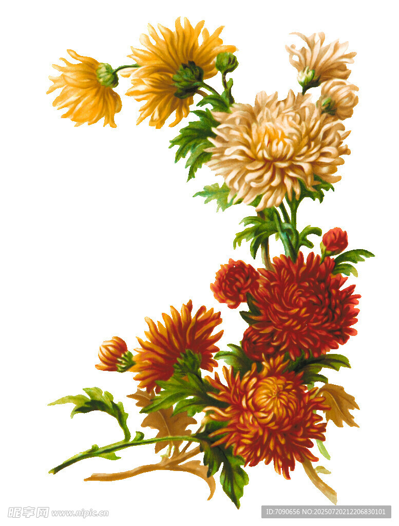 多彩菊花插画