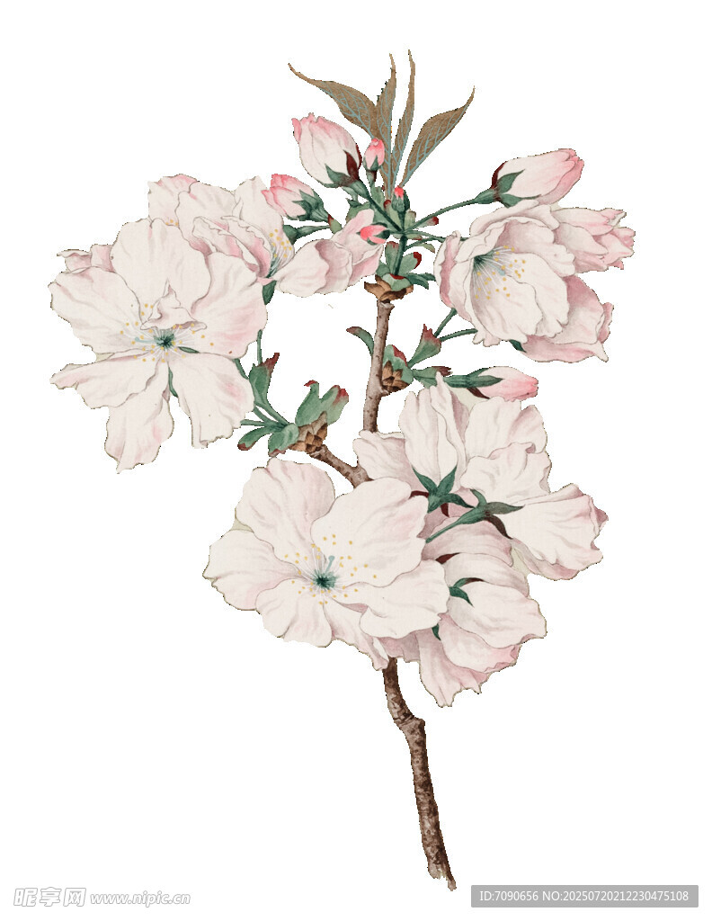 手绘粉色花卉花枝图