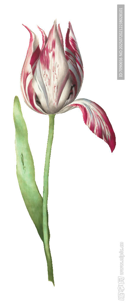 红白条纹郁金香插画