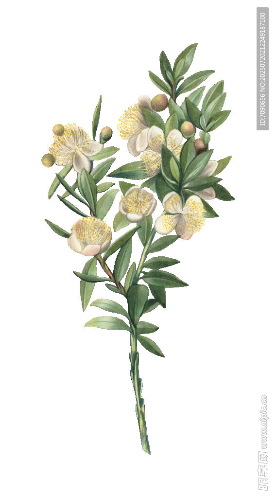 白色小花植物插画