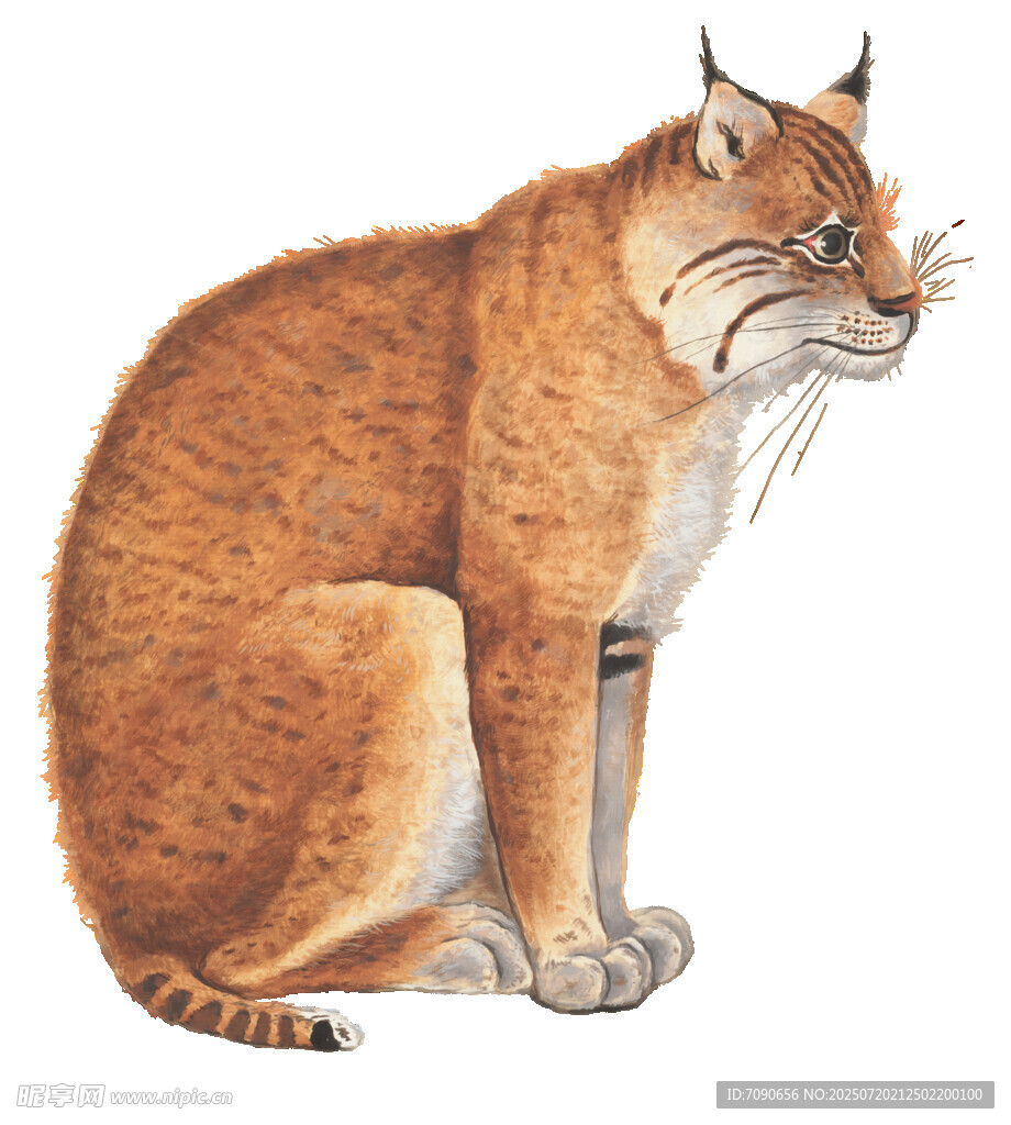 蹲坐的山猫