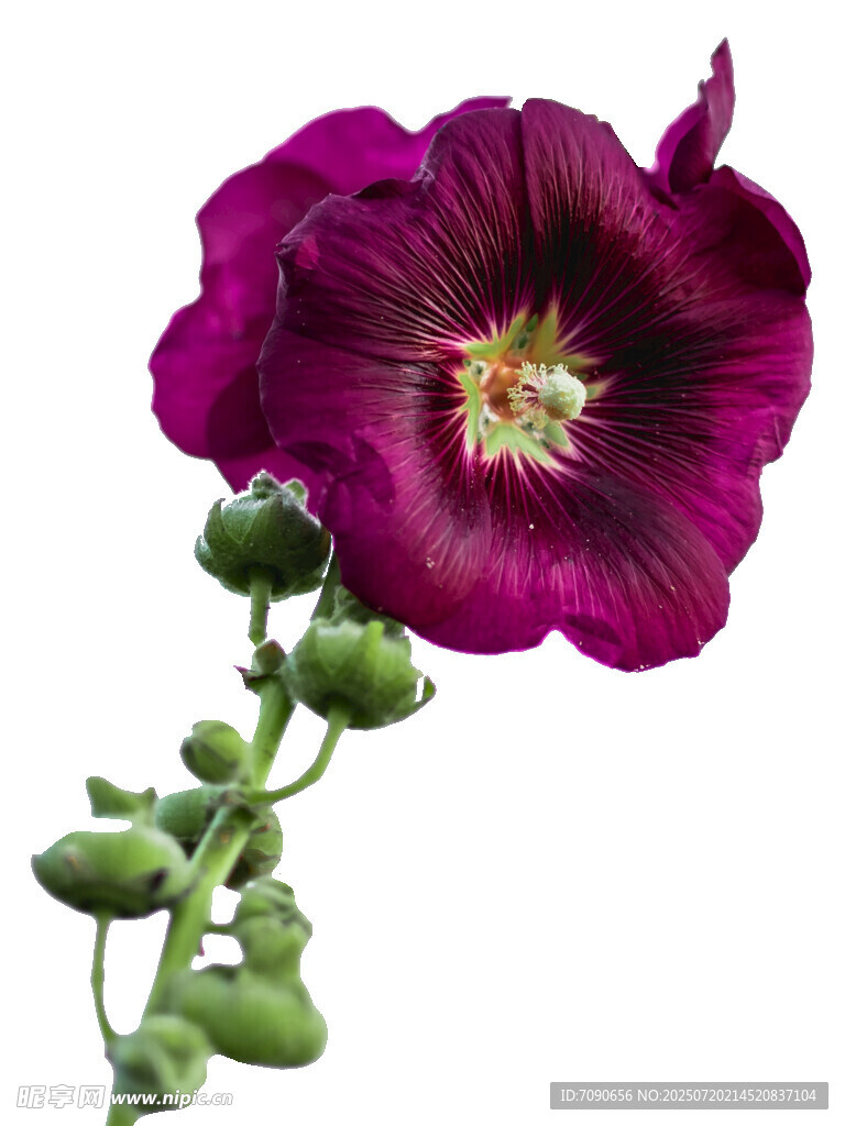 艳丽蜀葵花