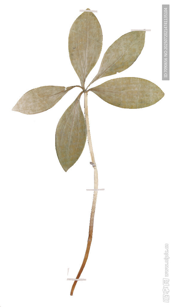 单株绿叶植物标本