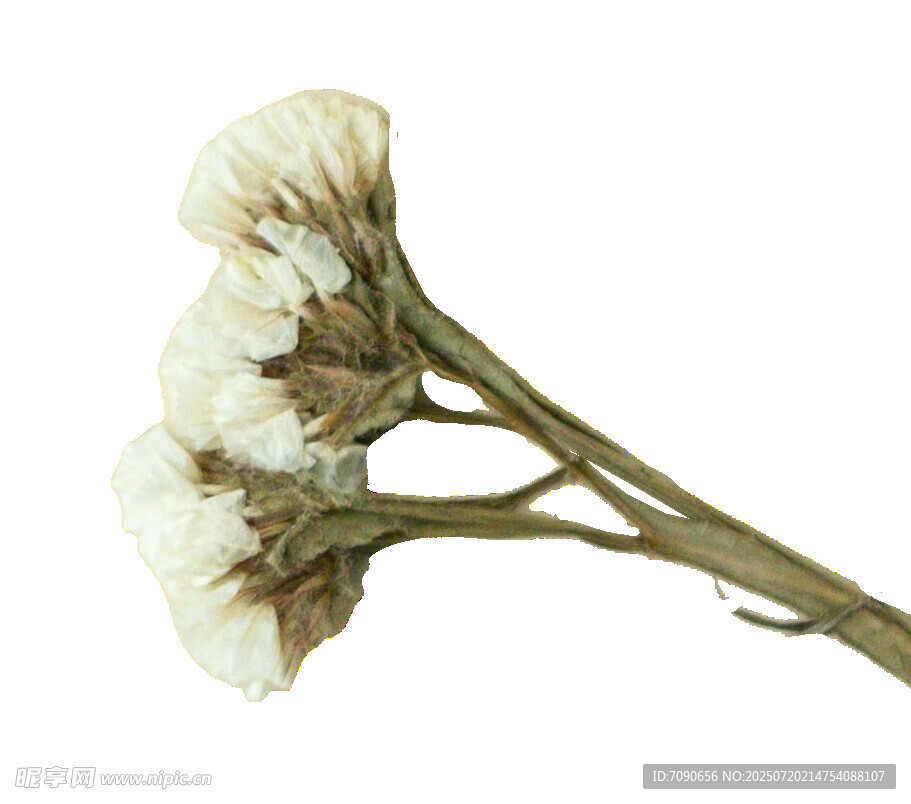 干枯白花束
