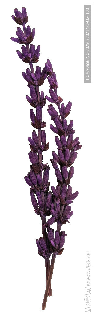 紫色薰衣草花束