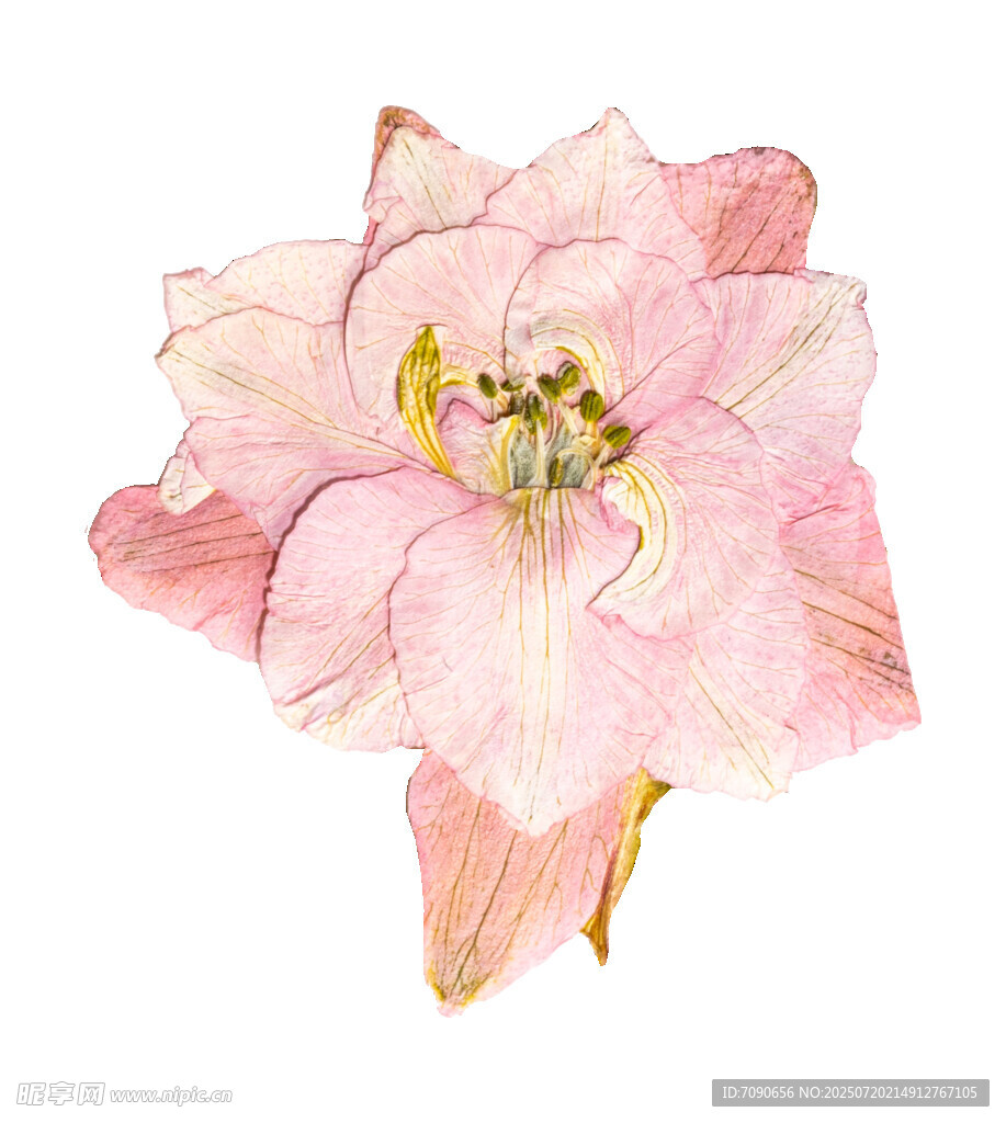粉色水彩百合花
