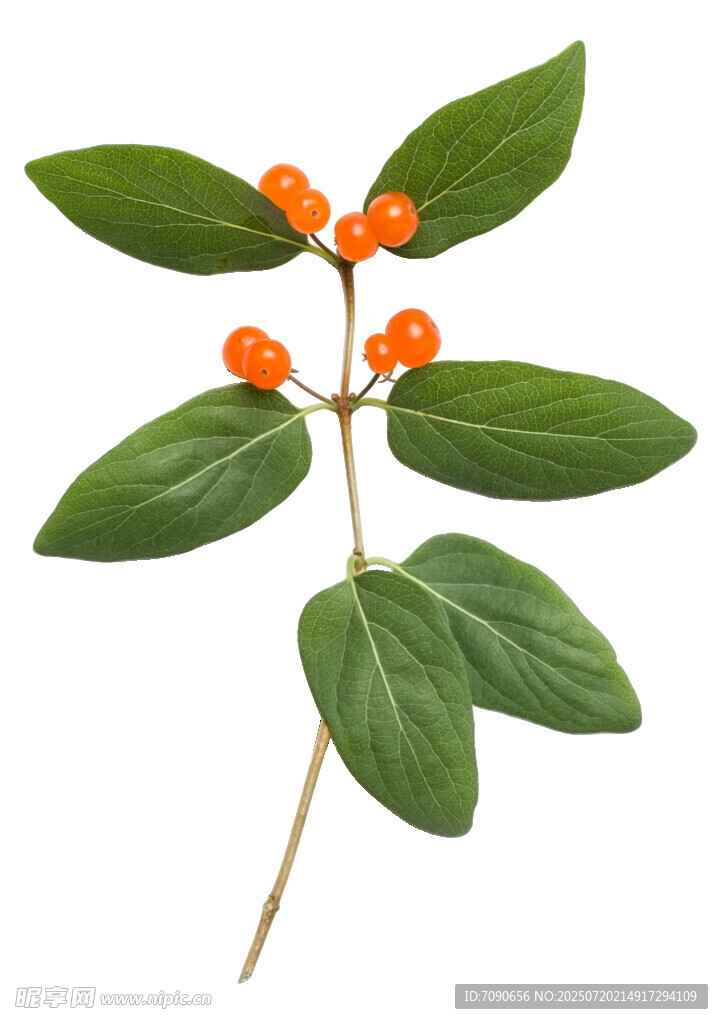 绿叶橙果植物特写