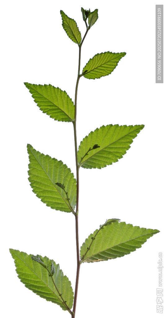 绿色单枝带叶植物