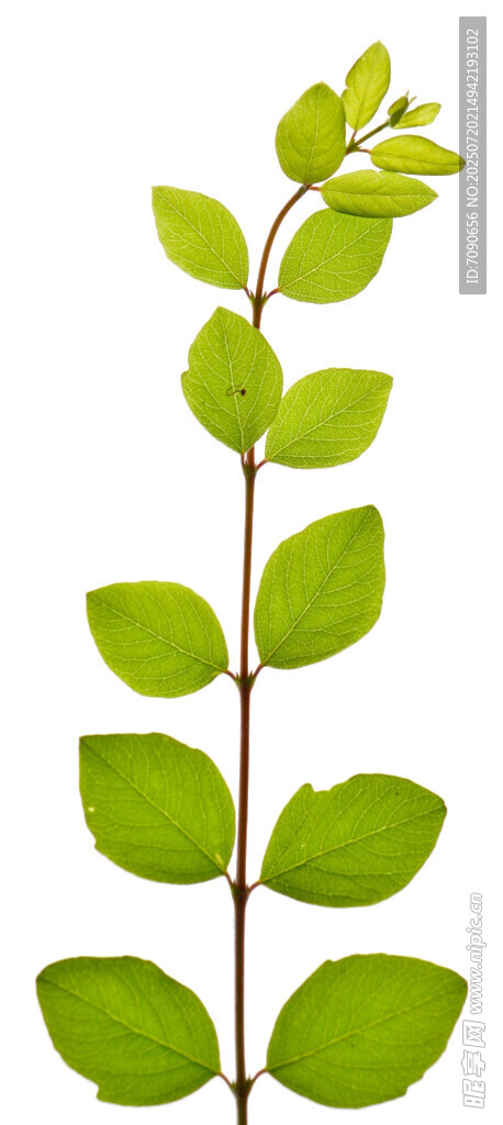 嫩绿枝叶植物特写