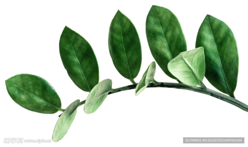 翠绿叶片植物枝条特写