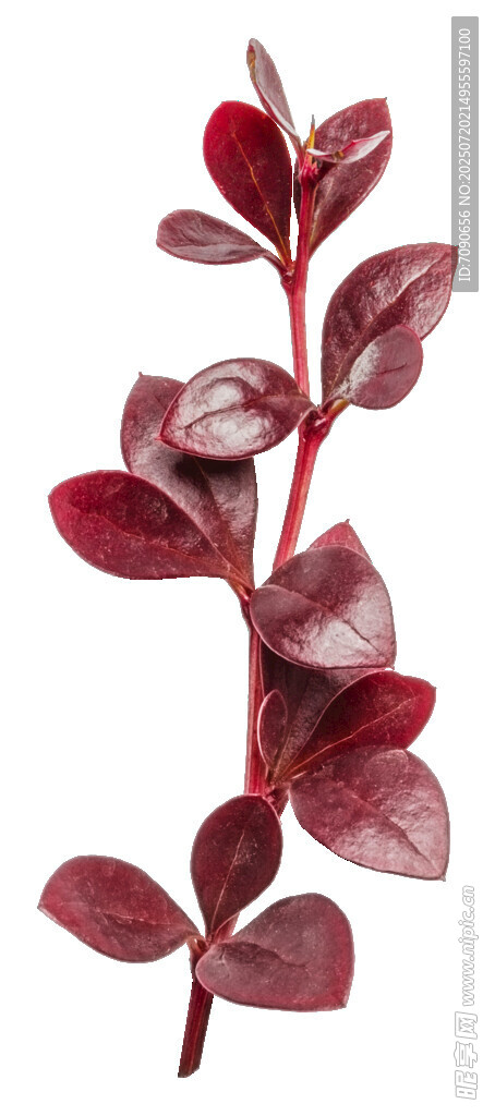 深红叶片植物枝条特写
