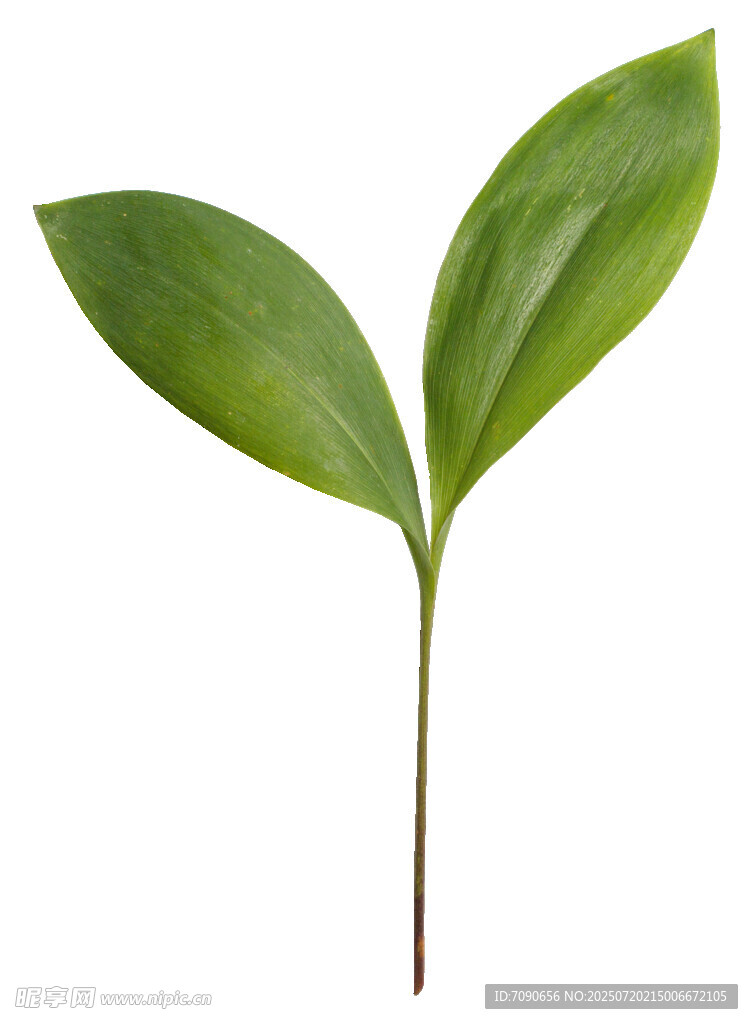 嫩绿双叶植物特写