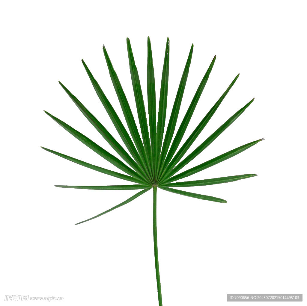 扇形绿叶植物特写