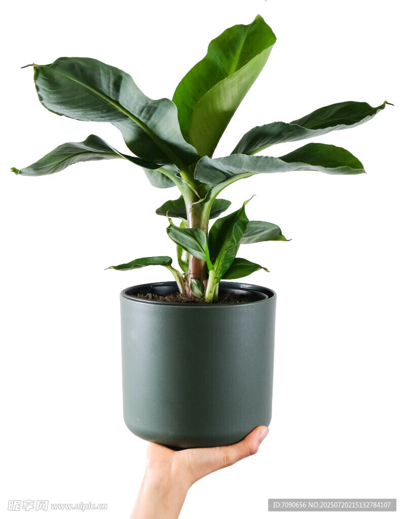 手捧绿植盆栽