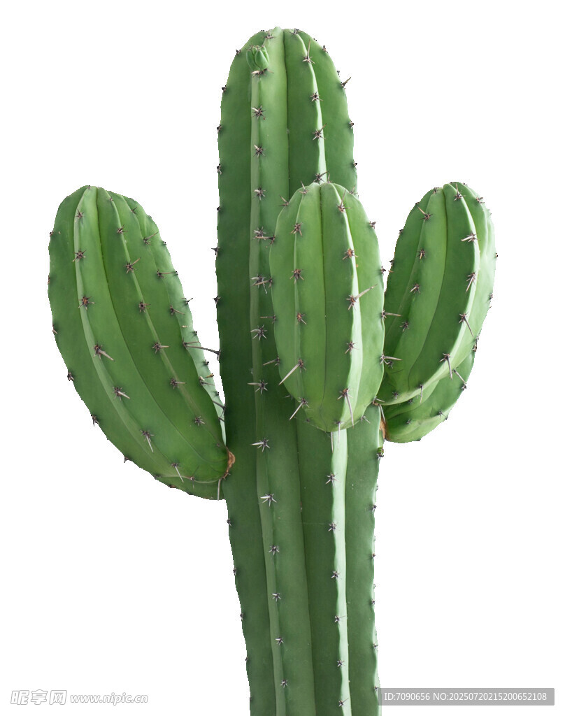 绿色仙人掌植物特写