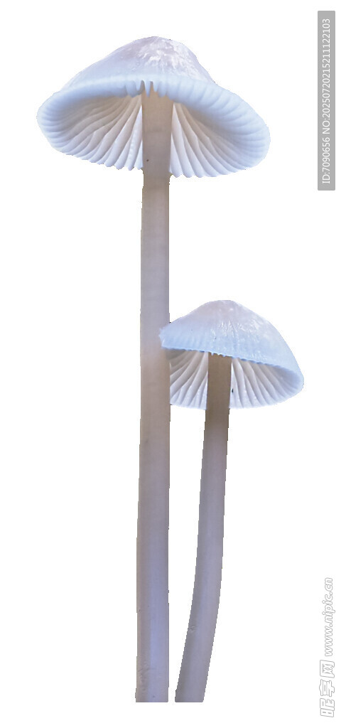 双株白色蘑菇特写