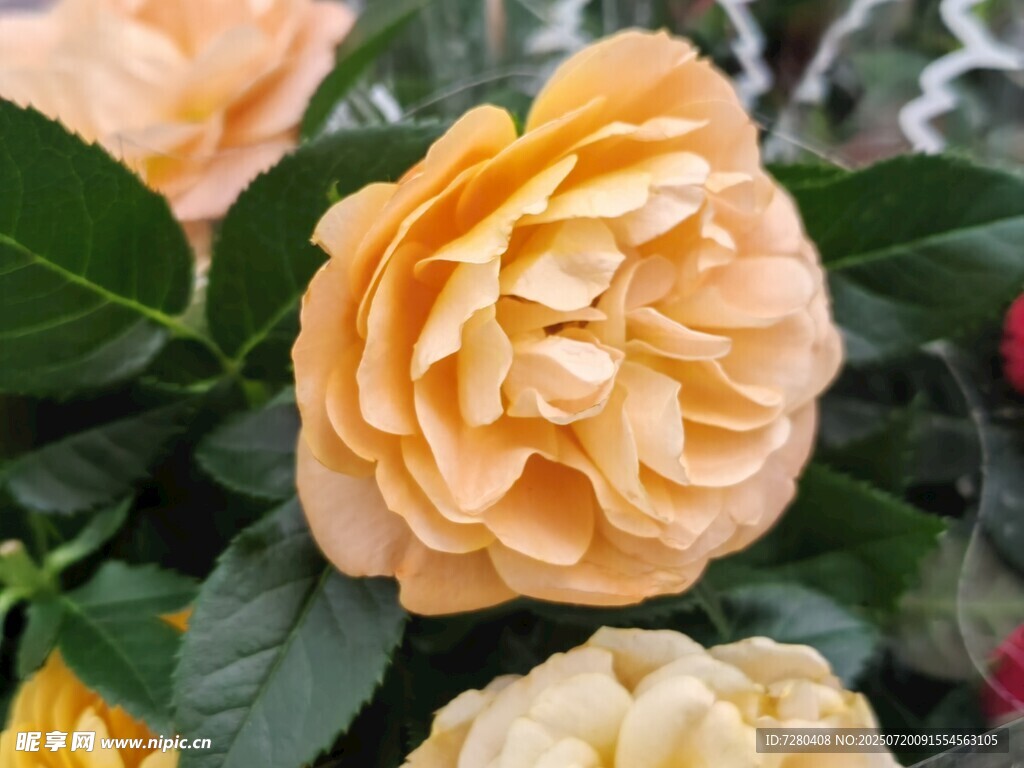 柔美淡黄月季花绽放