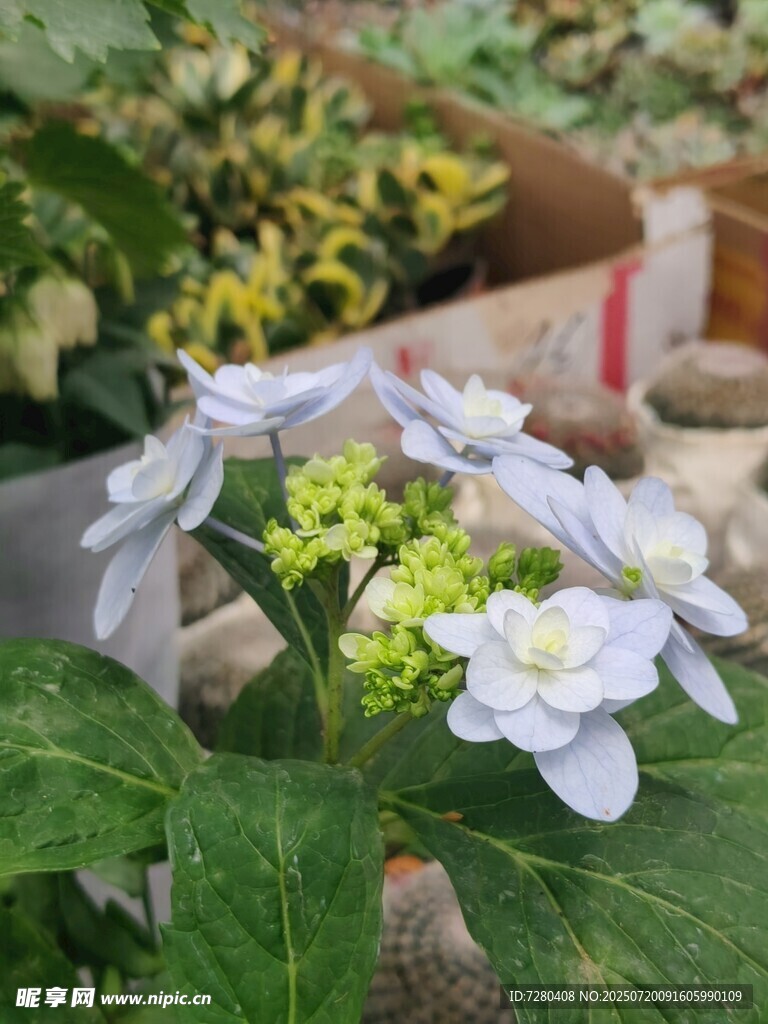 清新绣球花绽放绿叶间