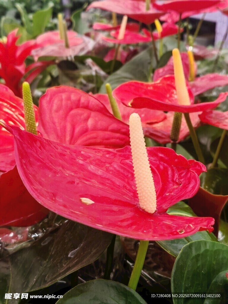 娇艳红掌绽放生机