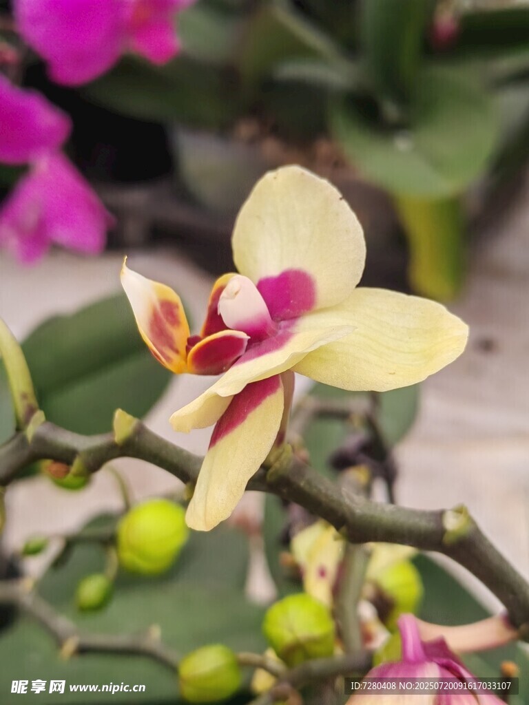 娇艳兰花绽放枝头