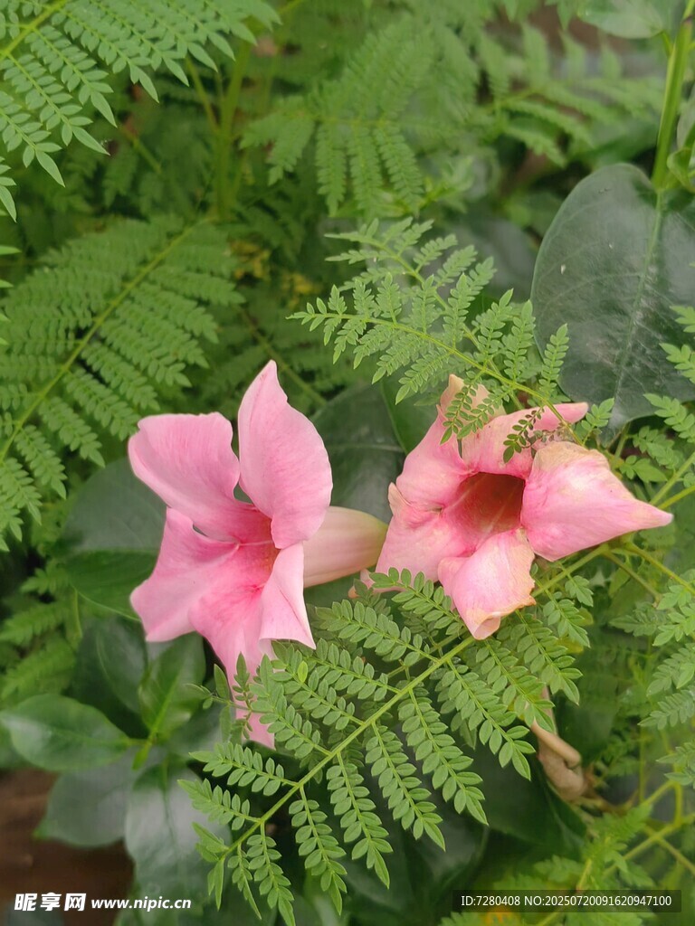 粉色喇叭花与蕨类植物