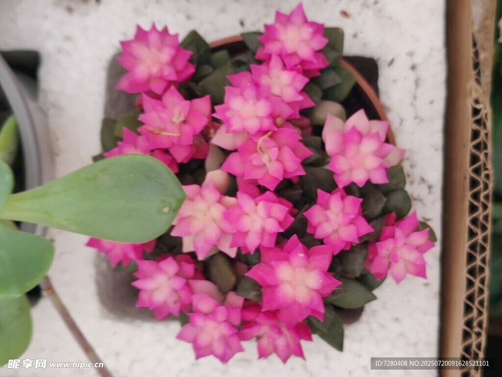 粉色绽放的娇艳仙人球花