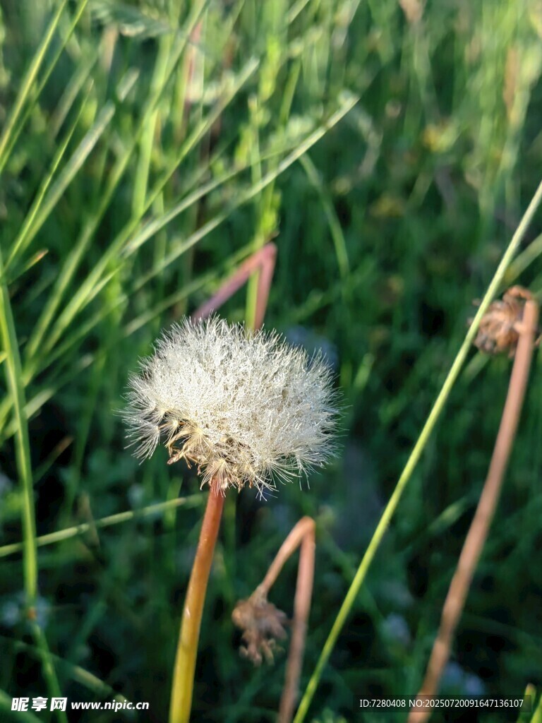 阳光下的蒲公英