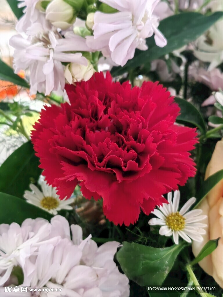 鲜艳红康乃馨与素雅小花