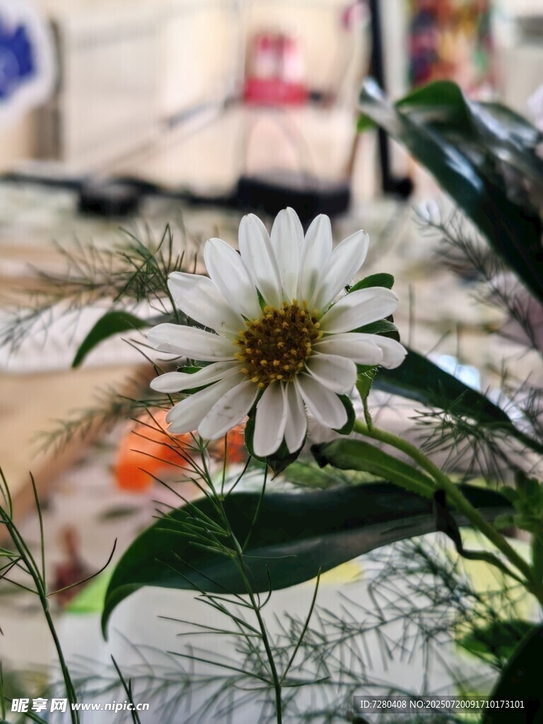绽放的白色花朵与绿叶