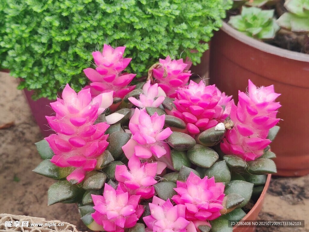 粉色盆栽花卉绽放生机