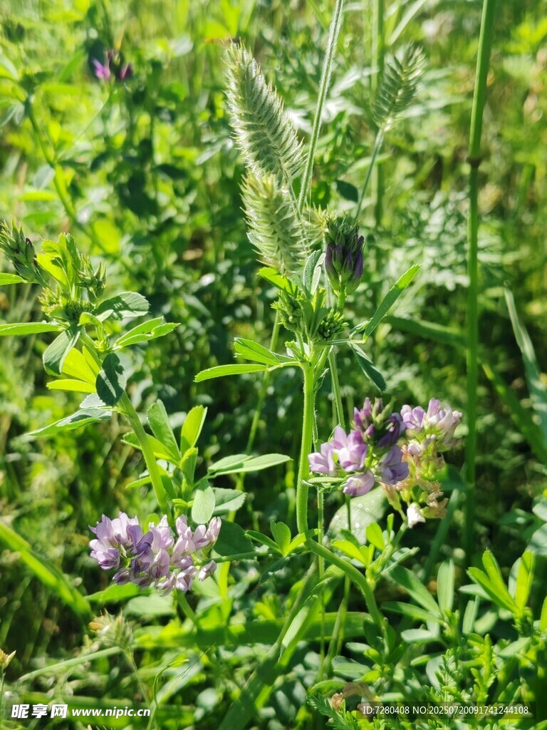 草丛中的紫色小花