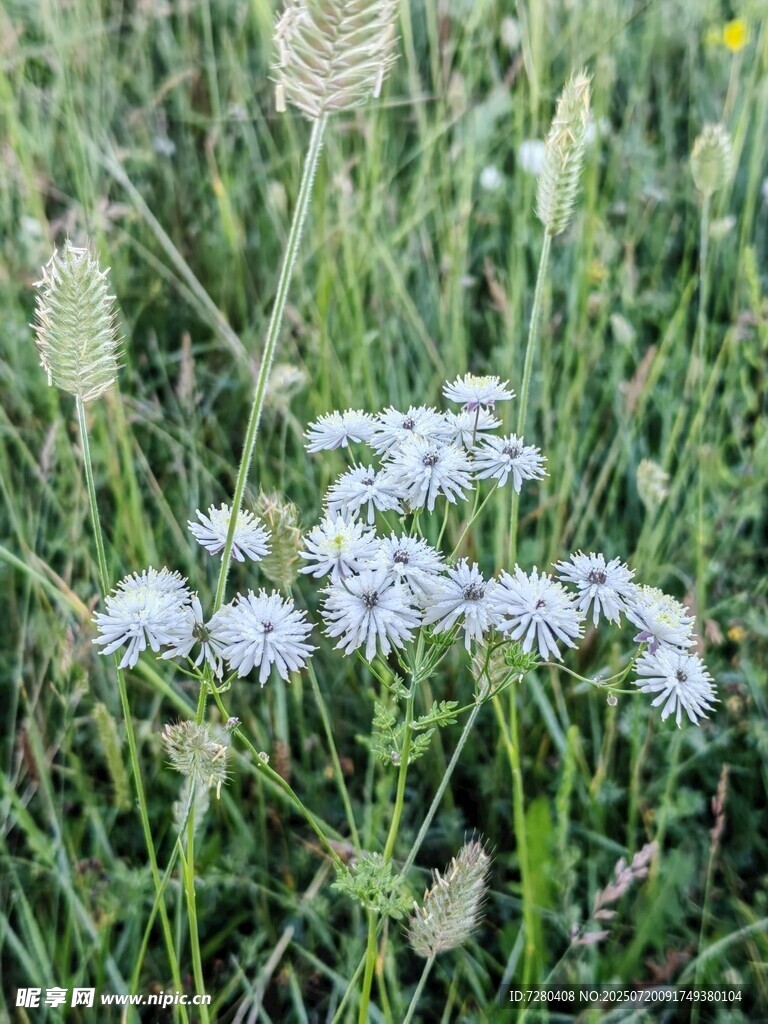 草地上的白色小花簇
