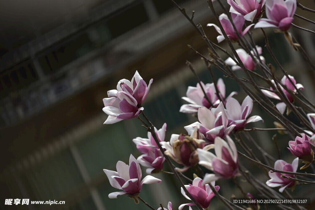 玉兰花