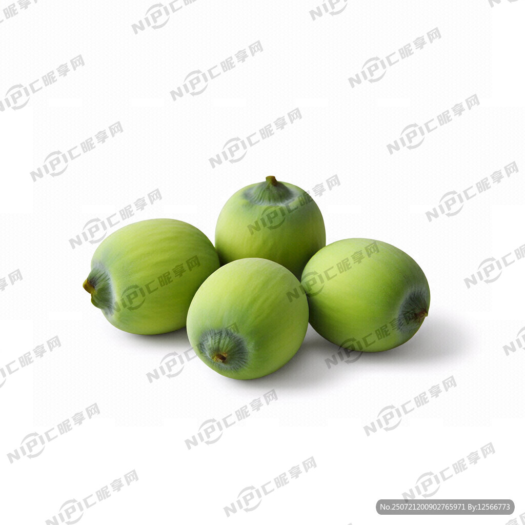 莲子   单独几颗  矢量  