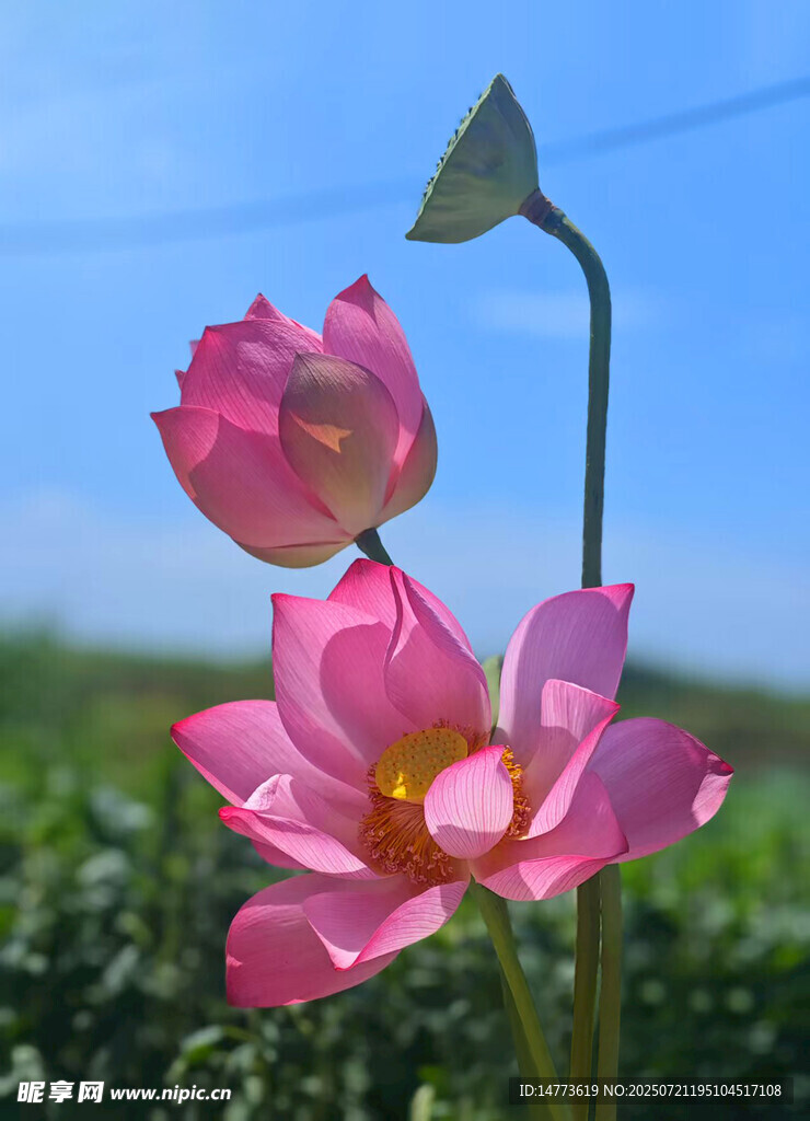 荷花莲蓬