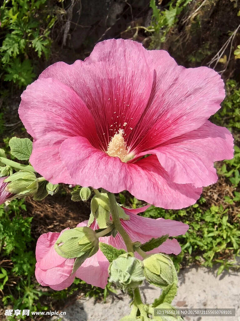 娇艳木槿花绽放