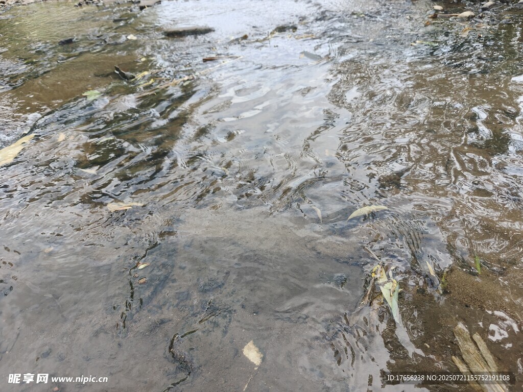 潺潺溪流中的灵动景象