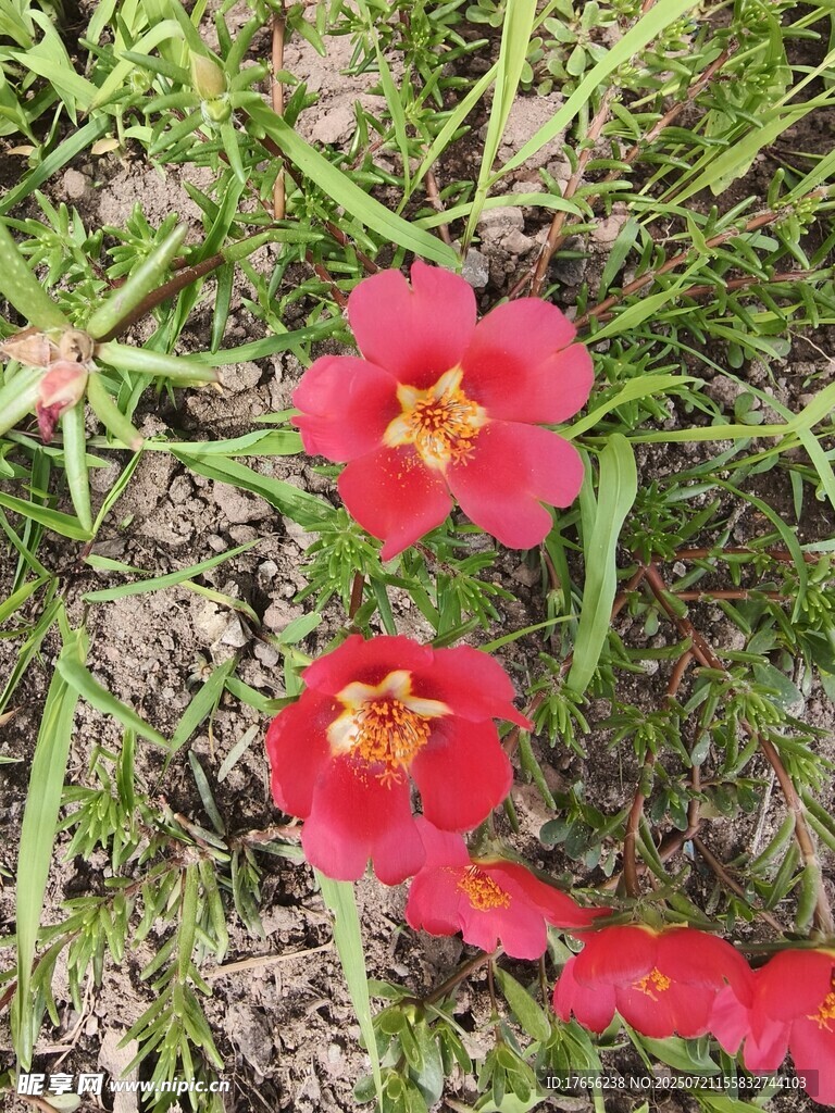草地上的鲜艳红色小花