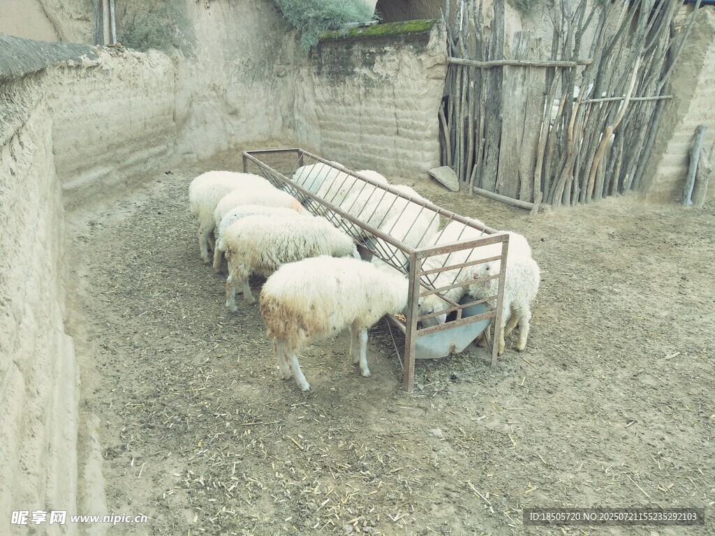圈舍中的几只绵羊