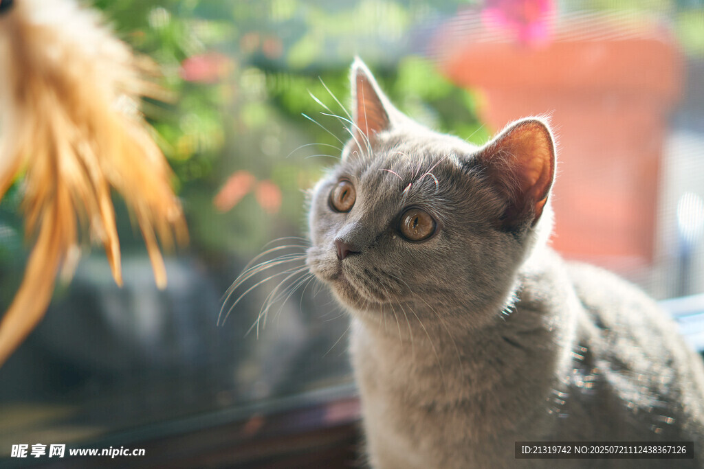 可爱灰猫抬头望景