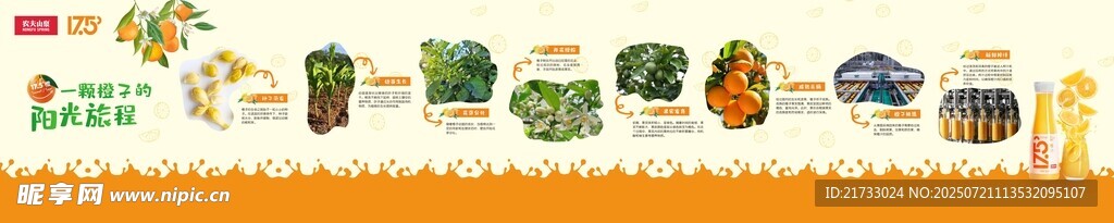 脐橙生长过程展板