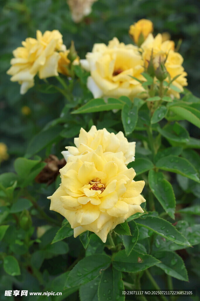 黄色月季花