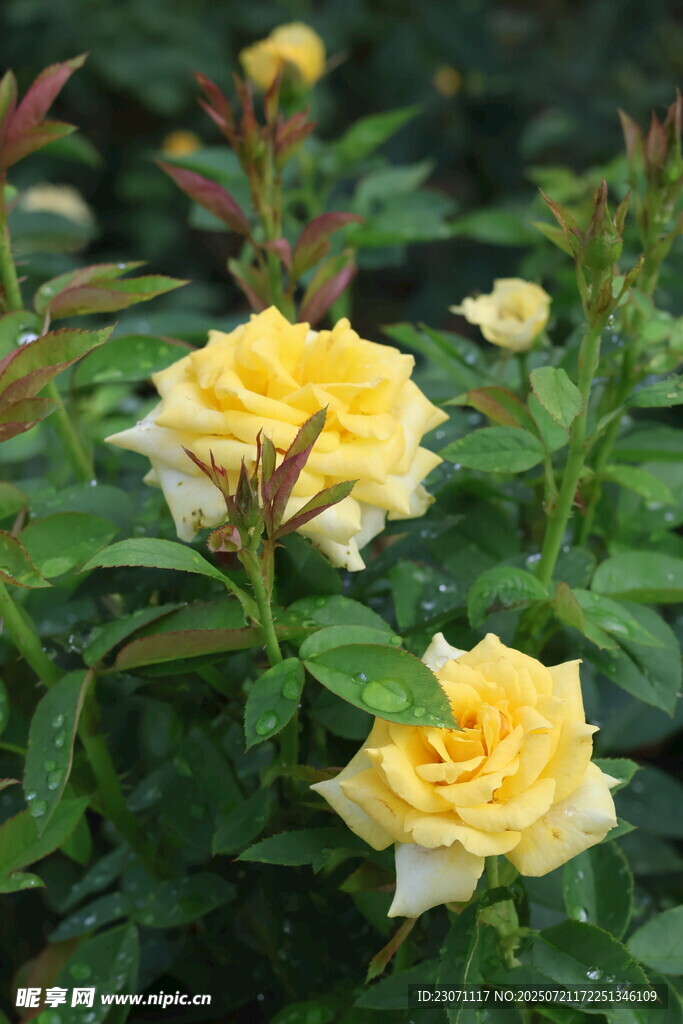 黄色月季花